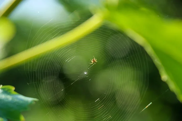 Malý pavouk čekají na kořist — Stock fotografie