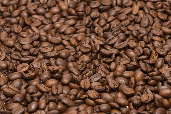 Samen von Kaffee — Stockfoto