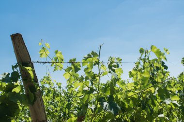 Bordeaux'ın kırmızı şarap için bağ