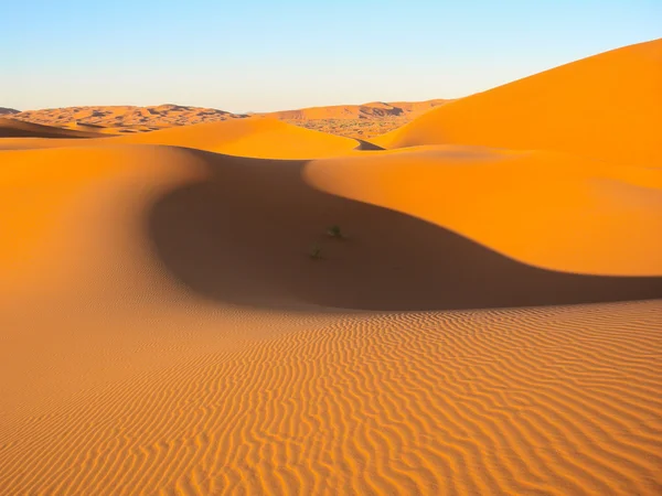 Homokdűnék a sivatagban — Stock Fotó