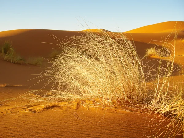 Fű, homok sivatagban — Stock Fotó