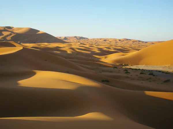 Dunas de arena en el desierto — Foto de Stock