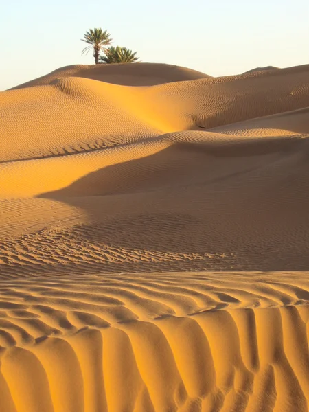 Palma no deserto — Fotografia de Stock