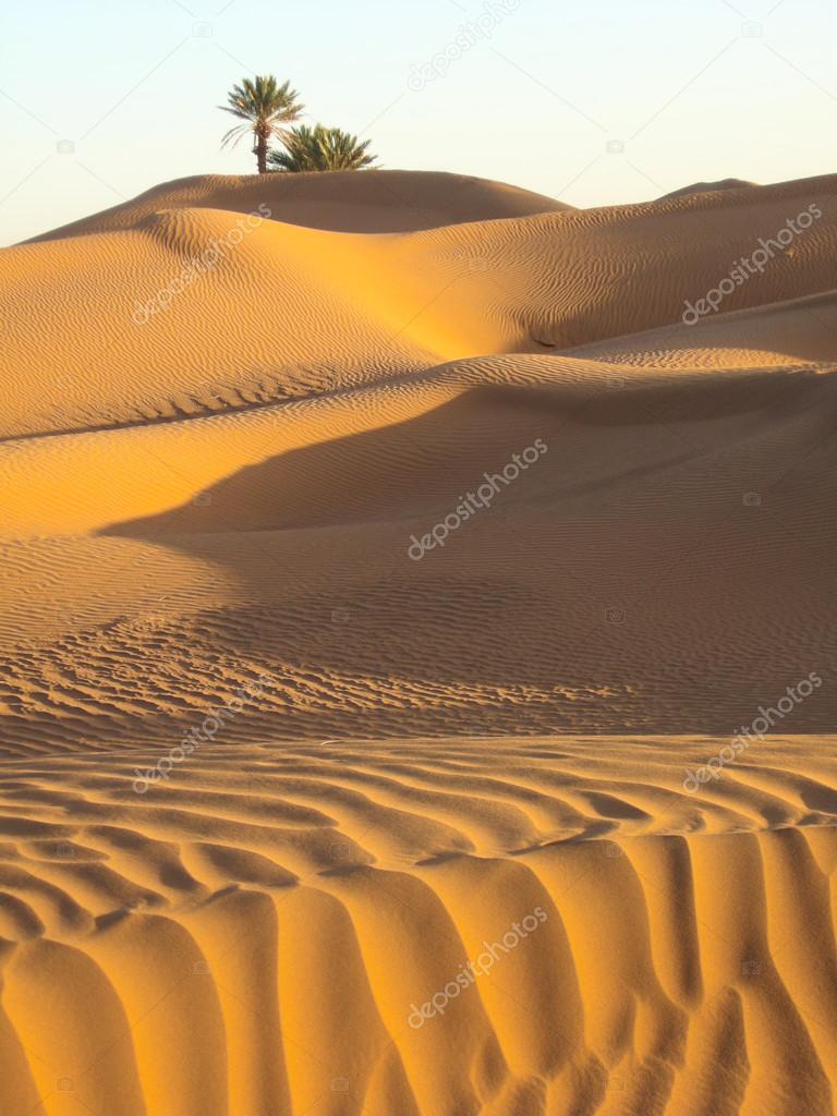 Palm in the desert