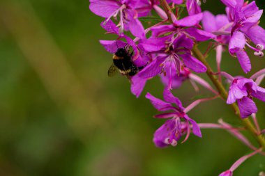 Yaz günü yabani bir çiçekte yaban arısı poleni topluyor.
