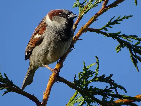 House Sparrow Perched Tree Sunny Day — Stock Photo, Image