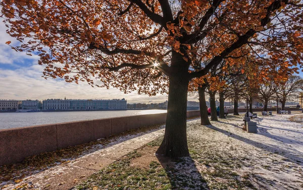 Einzigartiger Herbst Mit Goldenen Blättern Und Schnee Sankt Petersburg Russland — Stockfoto