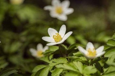 Doğadaki ilk bahar çiçekleri