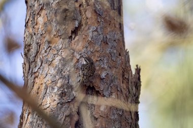 Vahşi doğada uzun burunlu sürgücü