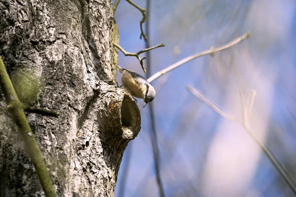 Sittelle Bois Dans Forêt — Photo