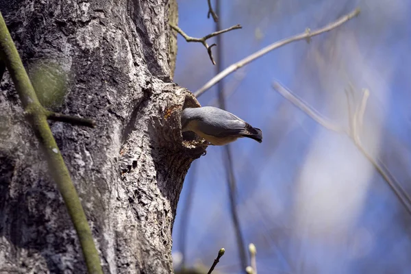 Wood Nuthatch Forest — Stock Photo, Image