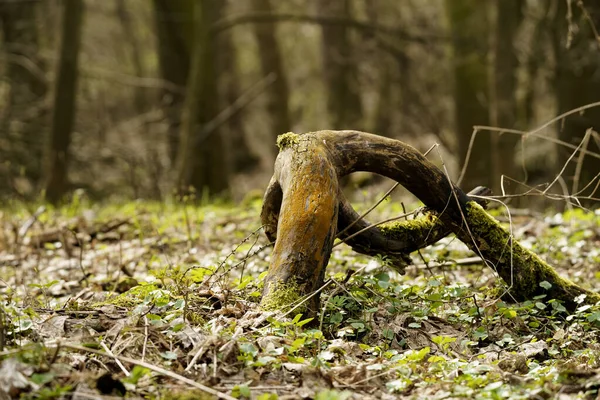 Boomwortel Het Bos — Stockfoto