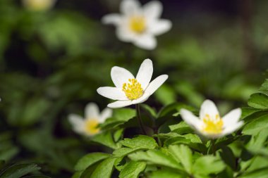 Doğadaki ilk bahar çiçekleri