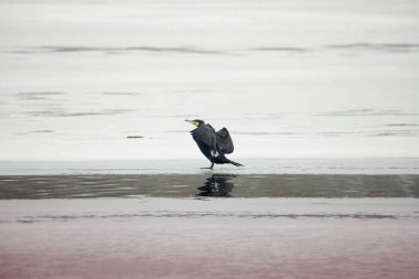 Vahşi doğadaki büyük karabatak