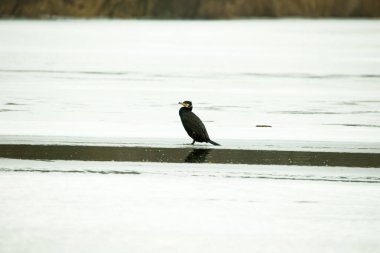 Vahşi doğadaki büyük karabatak