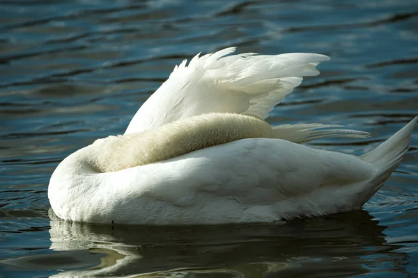 Schwan War Auf Dem Teich — Stockfoto