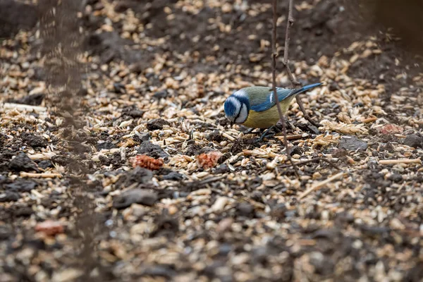 Blue Tit Wild — Stock Photo, Image