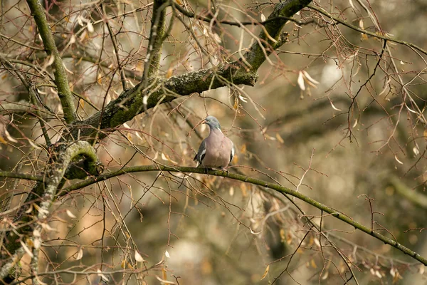 Wood Pigeon Mating — Stock Photo, Image