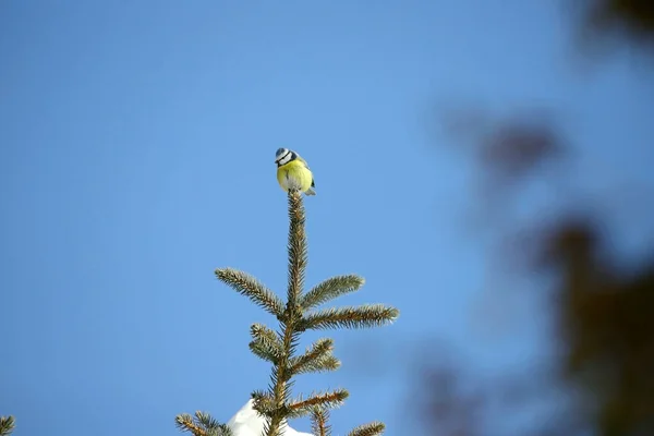 Blue Tit Wild — Φωτογραφία Αρχείου