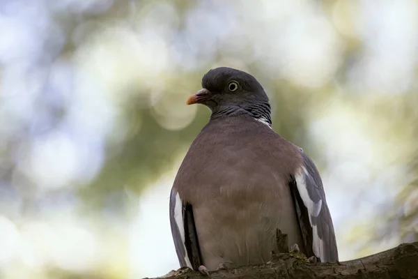 Pigeon Des Bois Pendant Accouplement — Photo