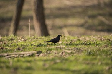 Öğleden sonra karatavuk doğada