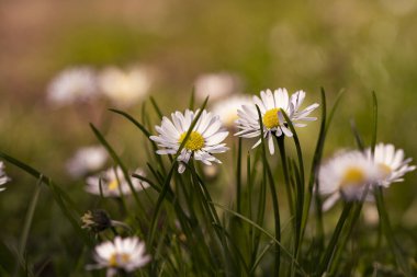Bahçede bahar çiçeği