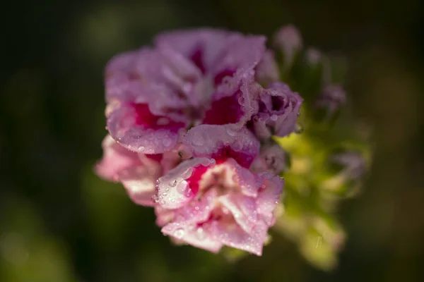 Spring Flower Garden — Stock Photo, Image