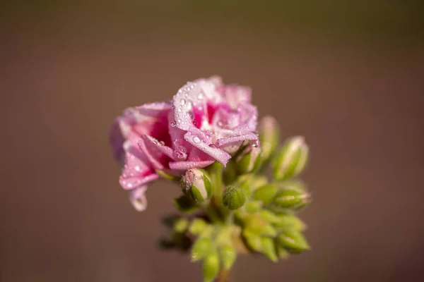 Spring Flower Garden — Stock Photo, Image