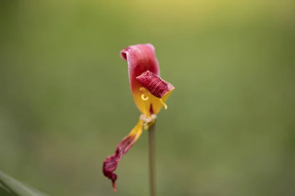 Flor Primavera Jardín —  Fotos de Stock