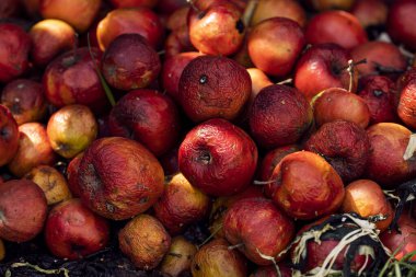 Bahçede bahar gübresi