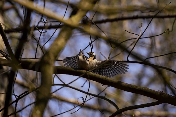 Great Spotted Woodpecker Mating — Stock Photo, Image