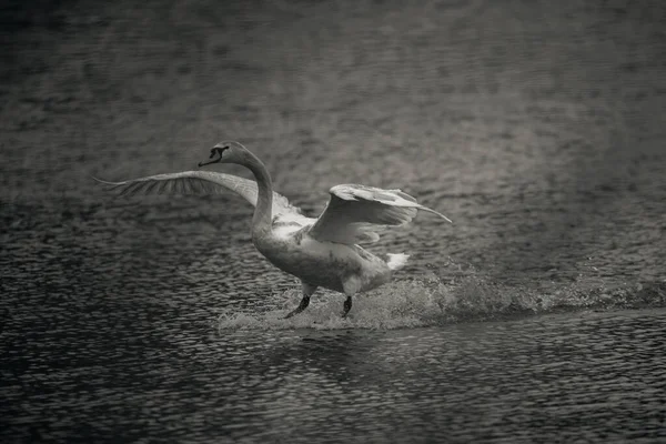 池の上に大きな白鳥 — ストック写真