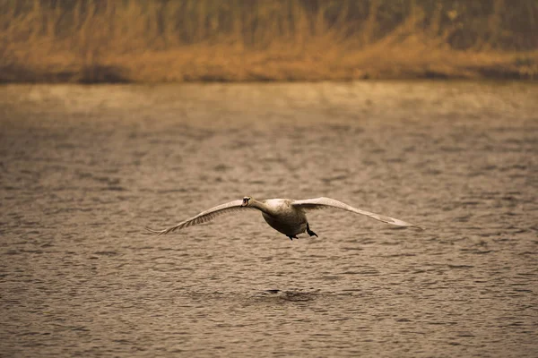 池の上に大きな白鳥 — ストック写真