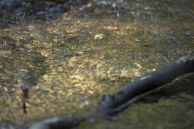 Ormandaki patikada küçük bir dere.