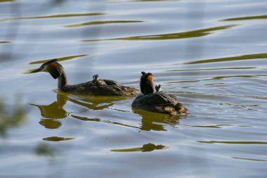 Gencecik ibikli büyük ibikli