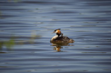 Gencecik ibikli büyük ibikli