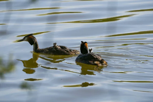 Haubentaucher Mit Nachwuchs — Stockfoto