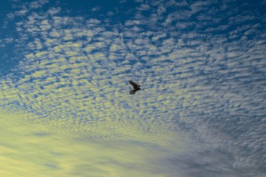 Vahşi doğadaki kuş türleri
