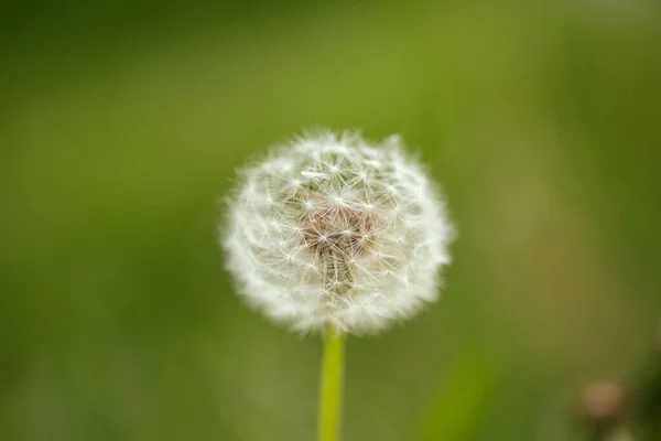 Details Und Ganze Blumen Frühlingstagen — Stockfoto