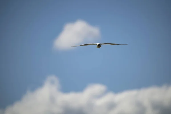 Calvo Gaviota Naturaleza — Foto de Stock