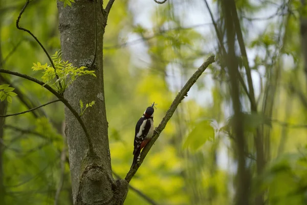 Great Spotted Woodpecker Wild Morning — Stock Photo, Image