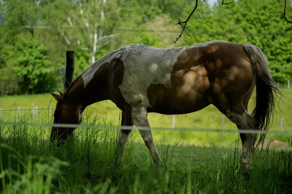 Различные Виды Выпаса Лошадей — стоковое фото
