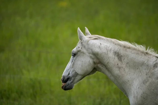 Différents Types Pâturage Chevaux — Photo