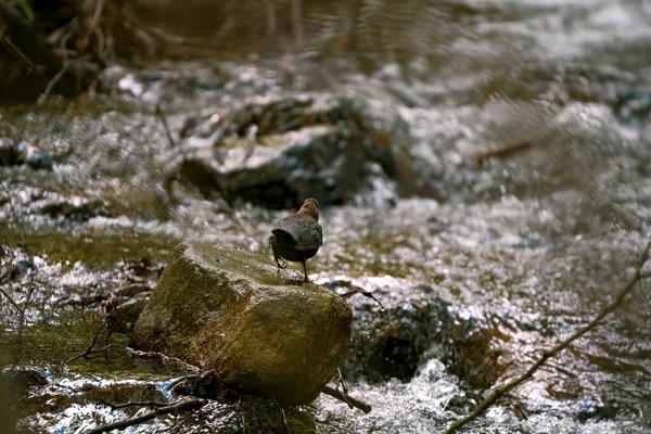 午前中に環境中の水のシンコフェオイル — ストック写真