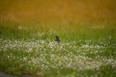 Sığırcıklar sabah vahşi doğada
