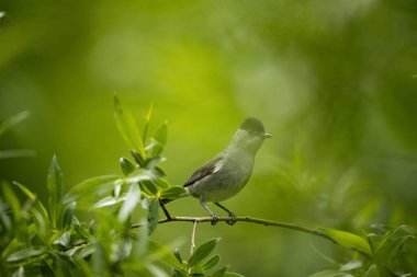 Vahşi doğada siyah başlı Warbler