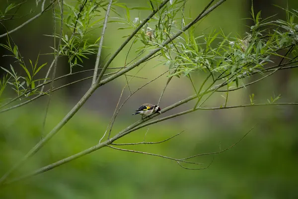 Stieglitz Morgen Freier Wildbahn — Stockfoto