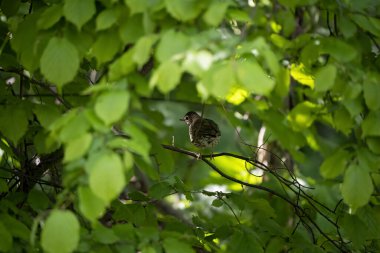 Vahşi doğada ardıç kuşu