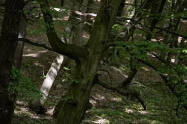 Bugünün yürüyüşü korunan bir alanda.