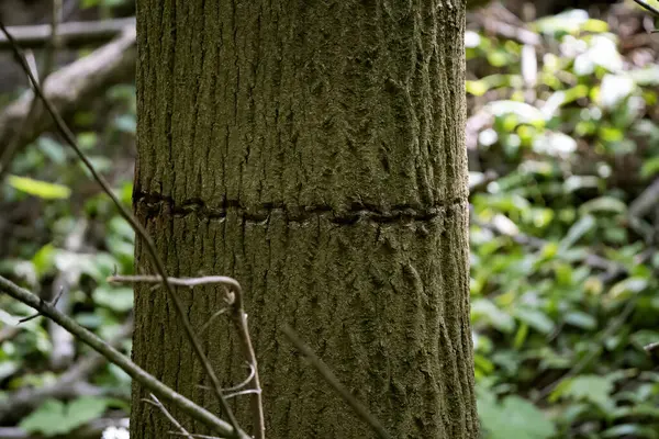 Wandeling Van Vandaag Een Beschermd Gebied — Stockfoto